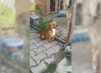 Molly, wenn sie vertraut, wird sie zum Clown