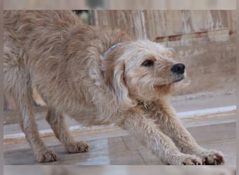 Mali, Goldlöckchen mit Charme