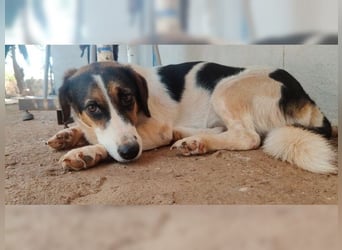 Frieda, liebevolle Hündin die einfach nur gefallen möchte