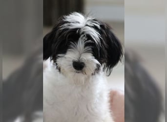 Tilly, Zaubermaus mit Handicap