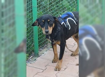 Polly, Angsthündin mit großem Herzen
