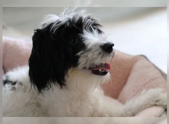 Tilly, Zaubermaus mit Handicap