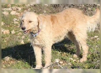 Mali, Goldlöckchen mit Charme