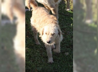 Mali, Goldlöckchen mit Charme