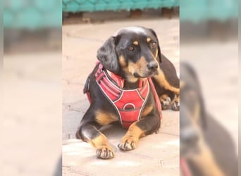 Polly, Angsthündin mit großem Herzen