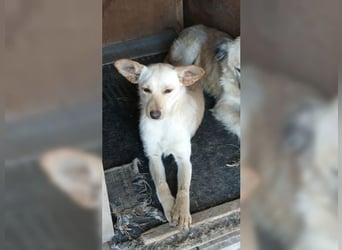 Minu, kleine, zarte, verspielte Zaubermaus