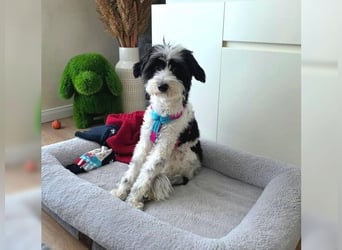 Tilly, Zaubermaus mit Handicap