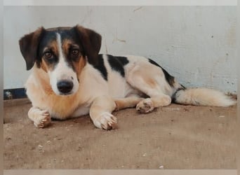 Frieda, liebevolle Hündin die einfach nur gefallen möchte