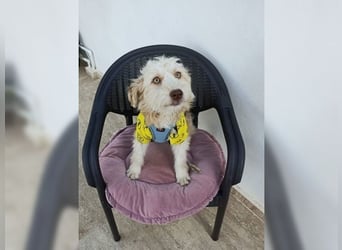 Zuckersüsser Robby sucht seine Familie