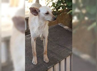 Minu, kleine, zarte, verspielte Zaubermaus