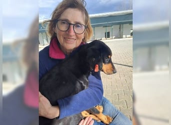 Polly, Angsthündin mit großem Herzen