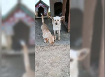 Minu, stille, sanfte Hündin