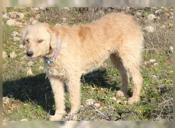Mali, Goldlöckchen mit Charme