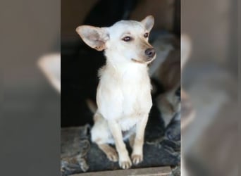 Minu, kleine, zarte, verspielte Zaubermaus