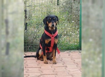 Polly, Angsthündin mit großem Herzen
