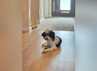 Tilly, Zaubermaus mit Handicap