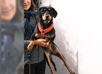 Polly, Angsthündin mit großem Herzen