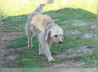 Mali, Goldlöckchen mit Charme