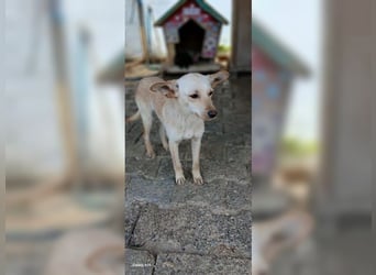 Minu, stille, sanfte Hündin