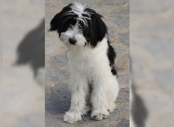 Tilly, Zaubermaus mit Handicap