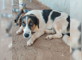 Frieda, liebevolle Hündin die einfach nur gefallen möchte