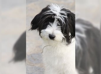 Tilly, Zaubermaus mit Handicap