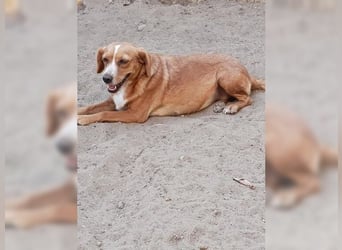 Molly, wenn sie vertraut, wird sie zum Clown