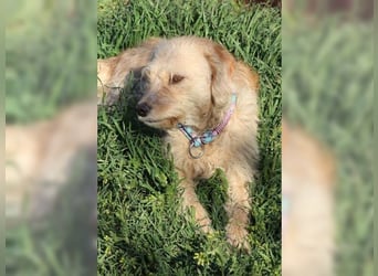 Mali, Goldlöckchen mit Charme