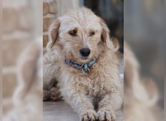 Mali, Goldlöckchen mit Charme