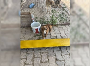 Molly, wenn sie vertraut, wird sie zum Clown