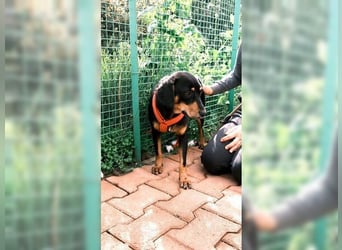 Polly, Angsthündin mit großem Herzen