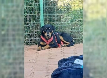 Polly, Angsthündin mit großem Herzen