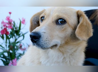 Zuckermäuschen Era sucht liebes Zuhause