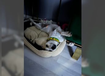 Fistik, eine unkomplizierte Hündin für alle Fälle, Anfänger geeignet