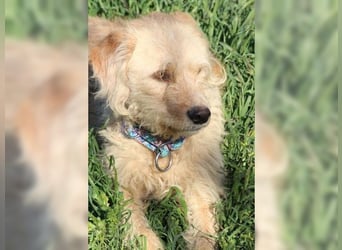 Mali, Goldlöckchen mit Charme