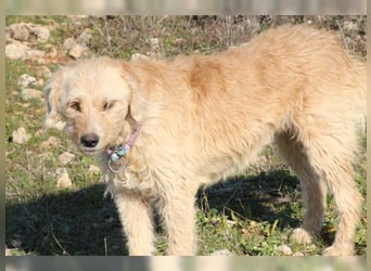 Mali, Goldlöckchen mit Charme