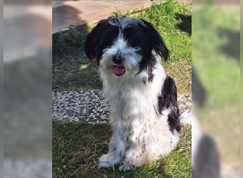 Tilly, Zaubermaus mit Handicap