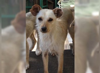 Minu, kleine, zarte, verspielte Zaubermaus