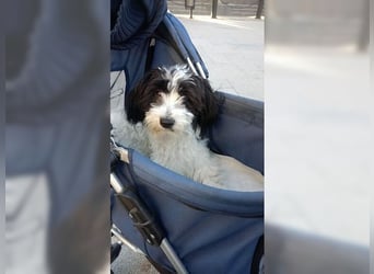 Tilly, Zaubermaus mit Handicap