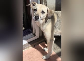 Pepper - verträglich, noch etwas vorsichtig