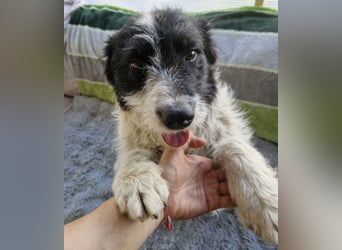 Lucky - freundlich, verträglich, menschenbezogen