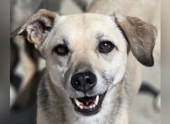 Pepper - verträglich, noch etwas vorsichtig