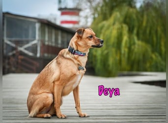 Deya geb. 02/2021 (in Deutschland) - kleine Maus sucht zweite Chance!