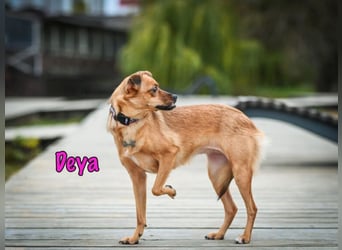 Deya geb. 02/2021 (in Deutschland) - kleine Maus sucht zweite Chance!