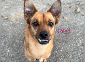 Deya geb. 02/2021 (in Deutschland) - kleine Maus sucht zweite Chance!