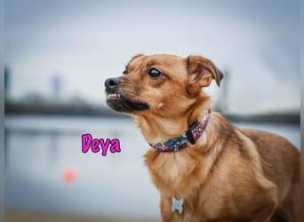 Deya geb. 02/2021 (in Deutschland) - kleine Maus sucht zweite Chance!