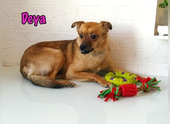 Deya geb. 02/2021 (in Deutschland) - kleine Maus sucht zweite Chance!