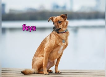 Deya geb. 02/2021 (in Deutschland) - kleine Maus sucht zweite Chance!