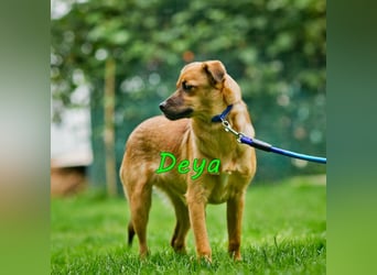 Deya geb. 02/2021 (in Deutschland) - kleine Maus sucht zweite Chance!