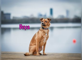 Deya geb. 02/2021 (in Deutschland) - kleine Maus sucht zweite Chance!